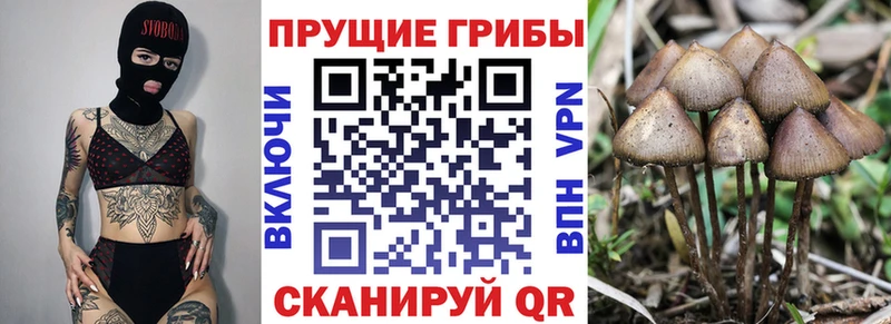 Псилоцибиновые грибы ЛСД  Купить где  Севастополь 